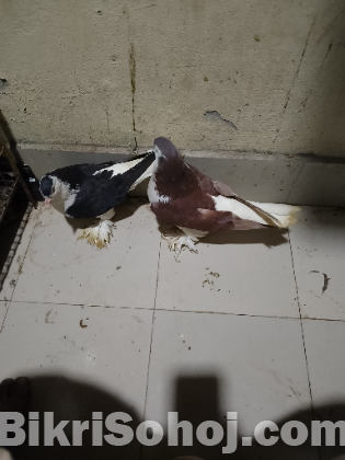কবুতর